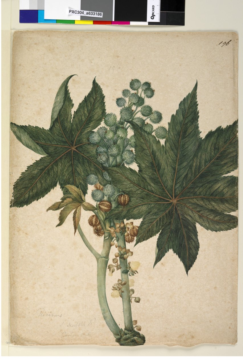 Page 196. Ricinus Ricinus communis by John William Lewin