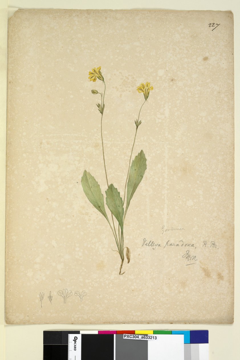 Page 227. Velleia paradoxa by John William Lewin