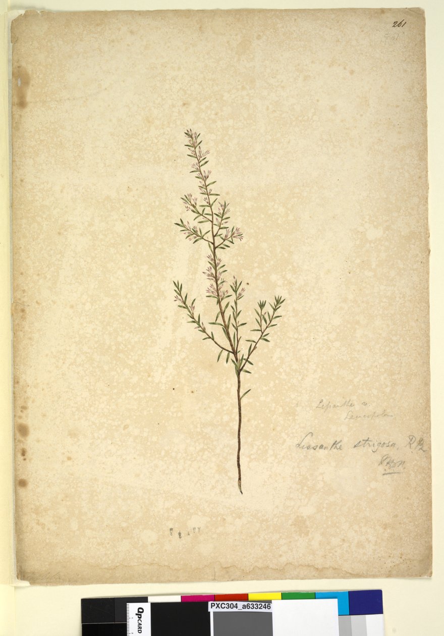 Page 261. Lissanthe strigosa by John William Lewin