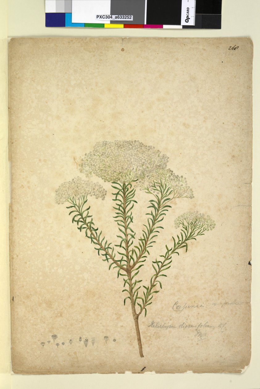 Page 268. Helichrysum diosmifolium Ozothamnus diosmifolius by John William Lewin