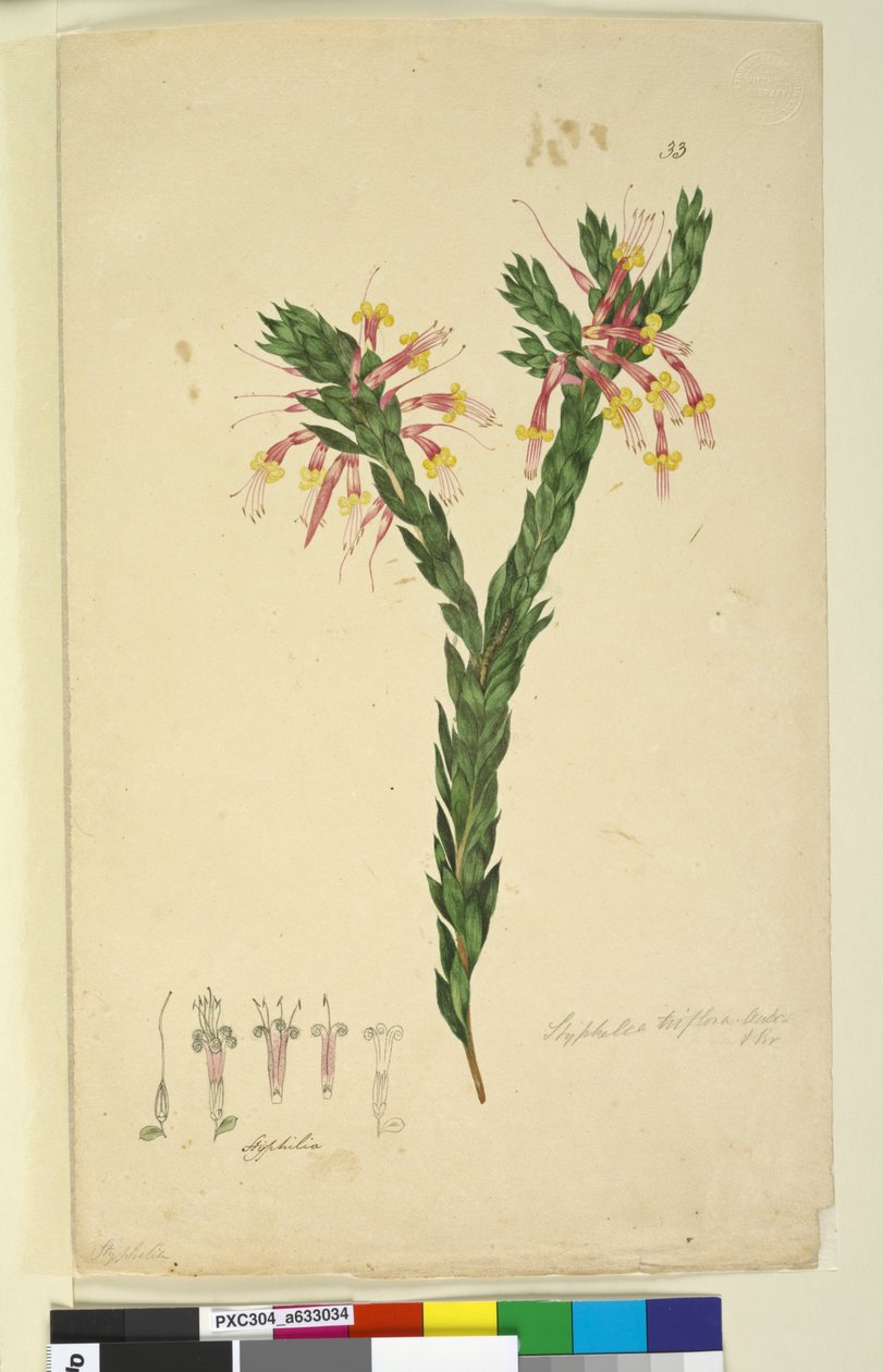 Styphelia triflora by John William Lewin