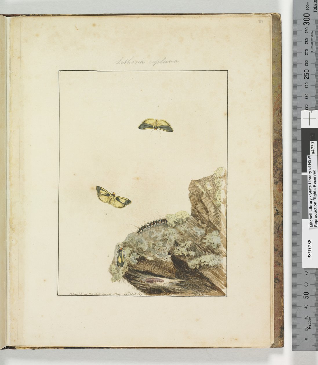 Page 39. Plate 10 Lithosa Replana by John William Lewin