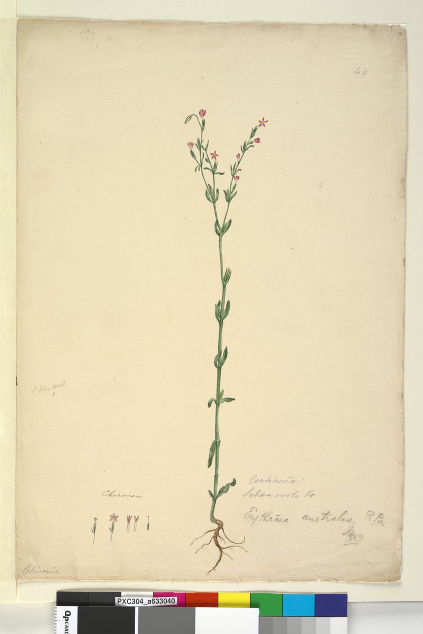 Page 40. Erythraea australis by John William Lewin