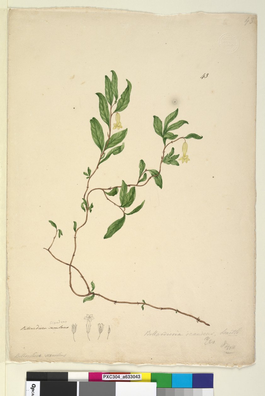 Page 43. Billardiera scandens by John William Lewin