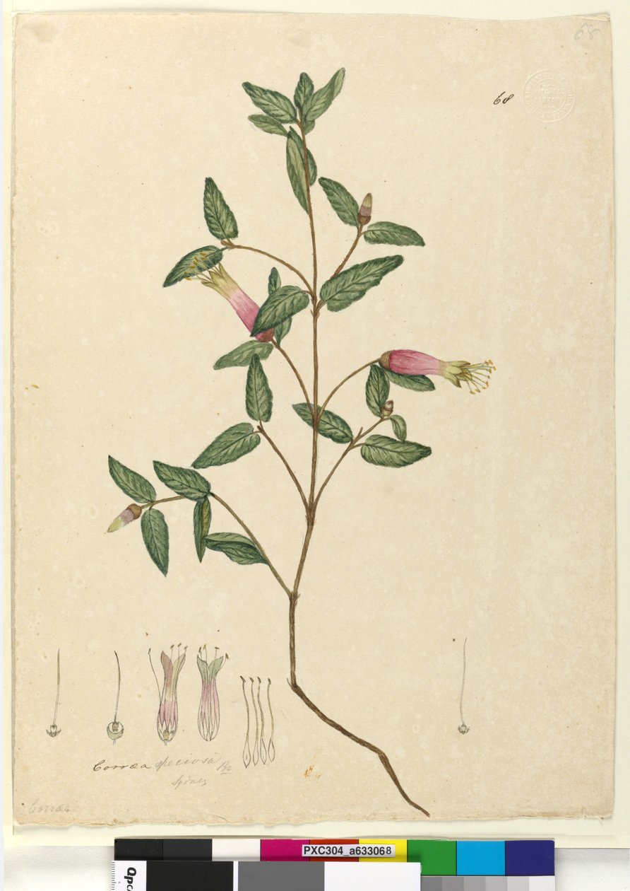 Page 68. Correa speciosa by John William Lewin