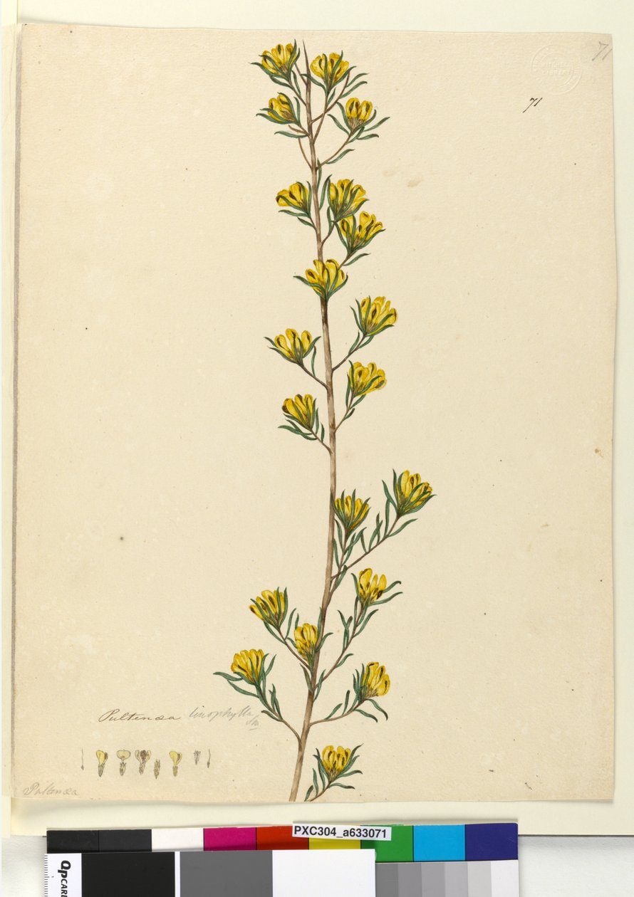 Page 71. Pultenaea linophylla by John William Lewin