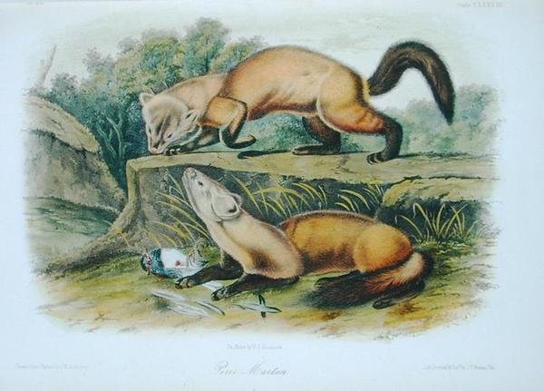 Pine Marten, Plate 138 from 