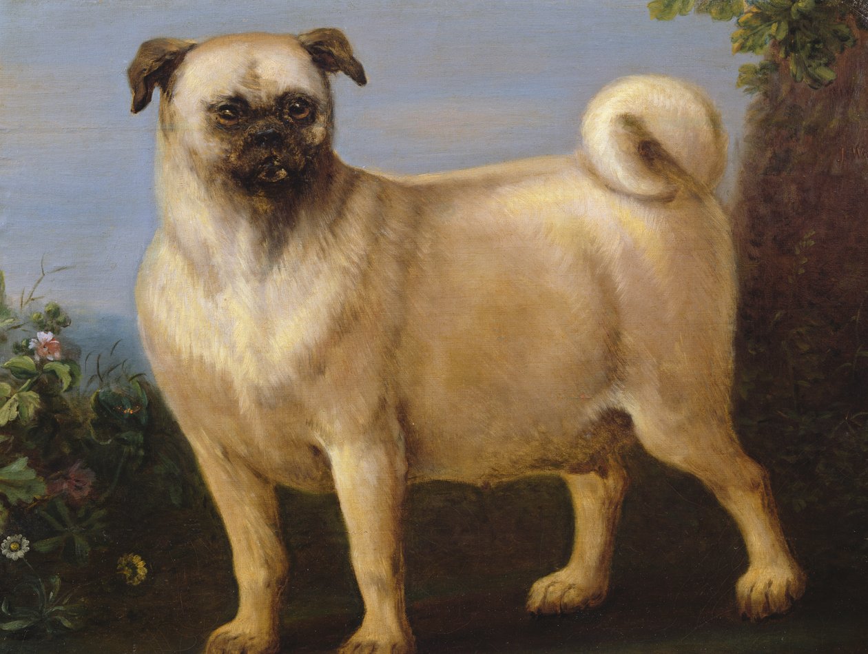 A Pug in a Landscape by John Wootton