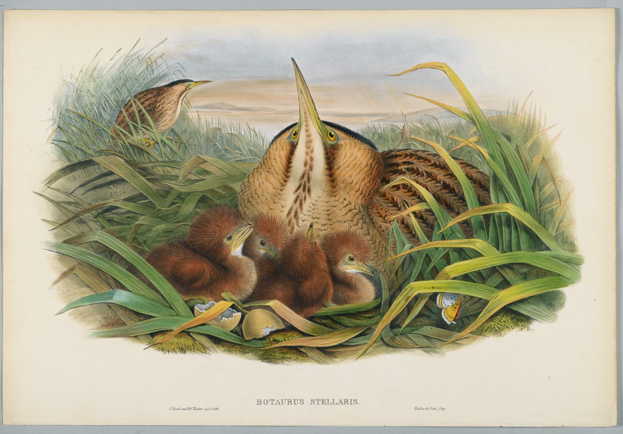 Botaurus Stellaris - Bittern, engraved by H. C. Richter by John after Gould