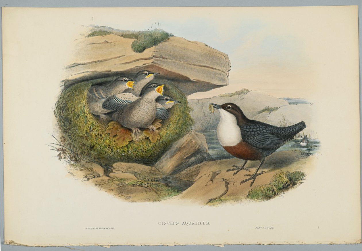 Cinclus Aquaticus - Water Ousel or Dipper, engraved by H. C. Richter by John after Gould