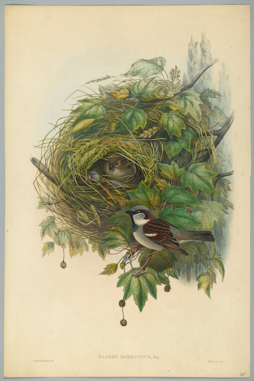 Passer Domesticus - Common House Sparrow, engraved by H. C. Richter by John after Gould