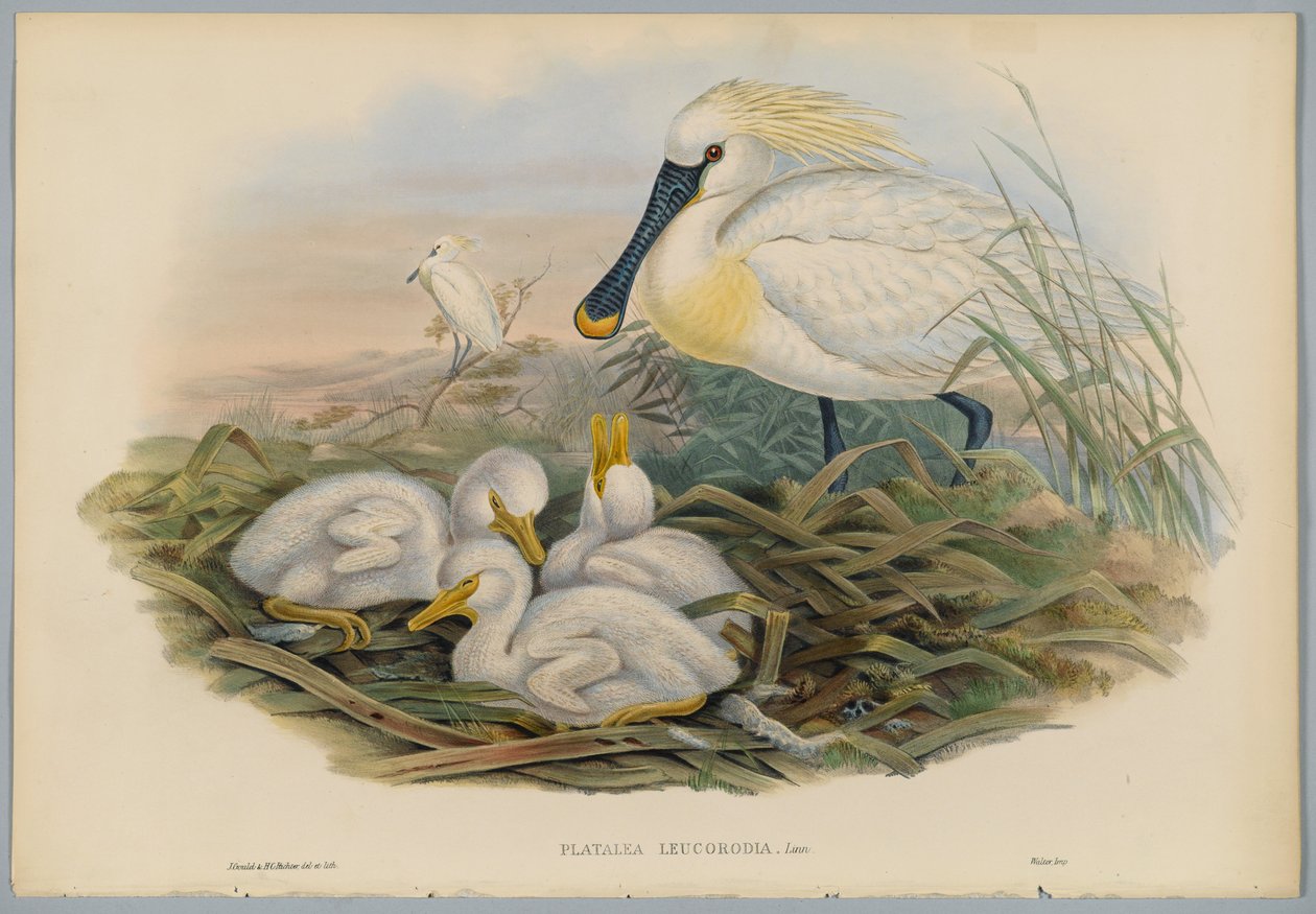 Platalea Leucorodia - Spoonbill and Young, engraved by H. C. Richter by John after Gould