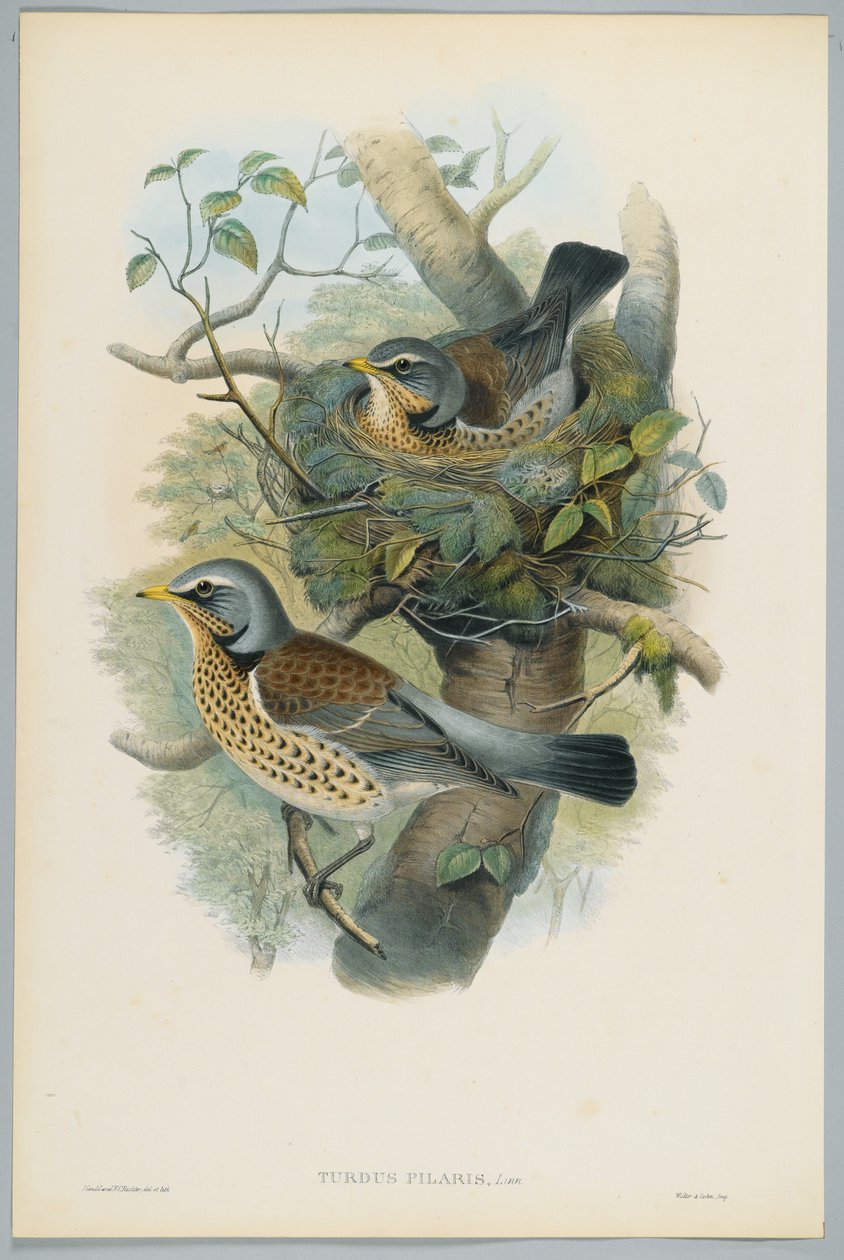 Turdus Pilarus - Juniper Thrush, engraved by H. C. Richter by John after Gould