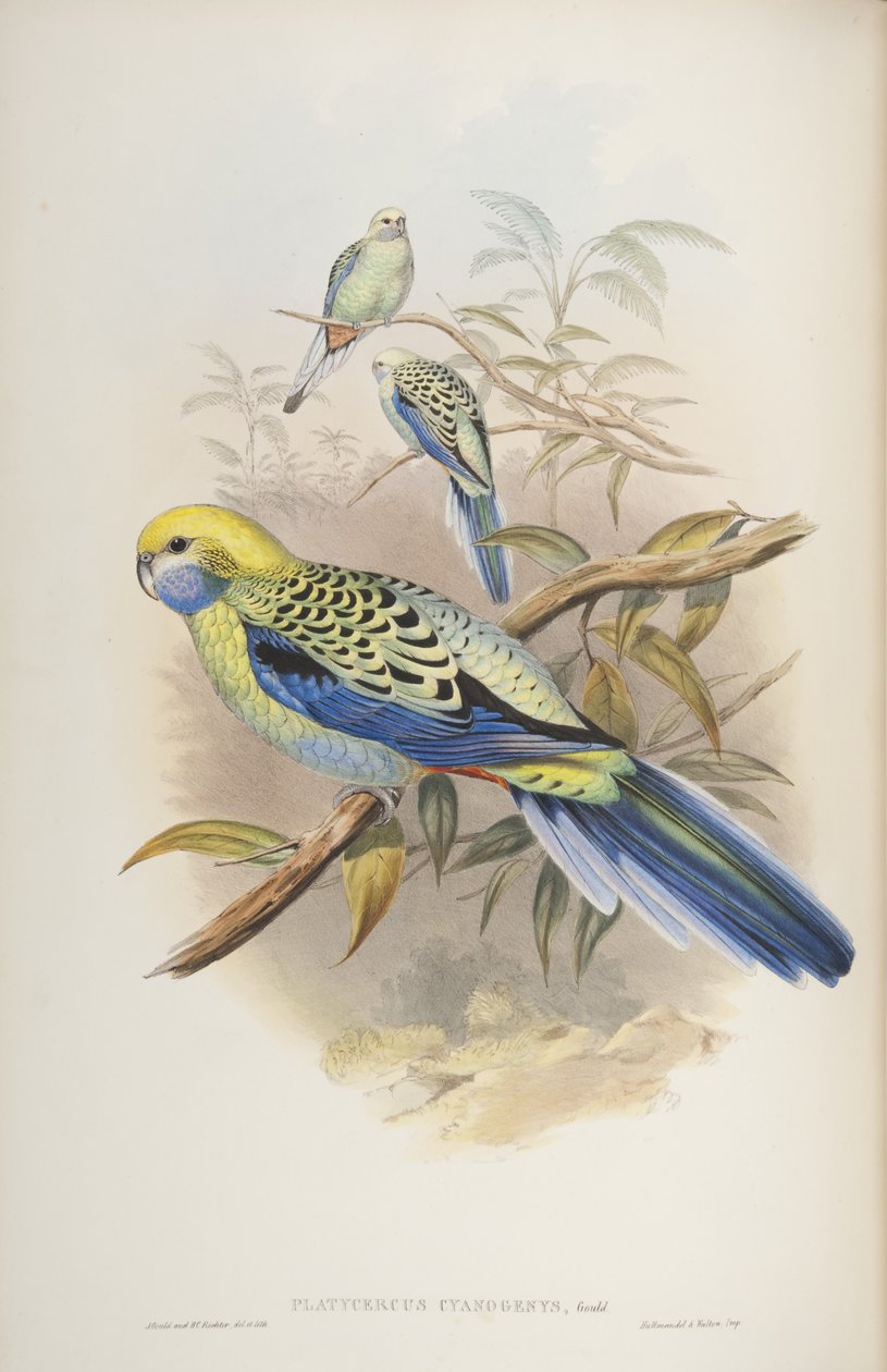 Platycerus Cyanogenus, from The Birds of Australia by John Gould by John and Richter Gould