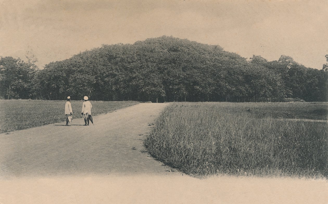 The Bunyan Tree, Botanical Gardens, Calcutta by Johnston and Hoffmann