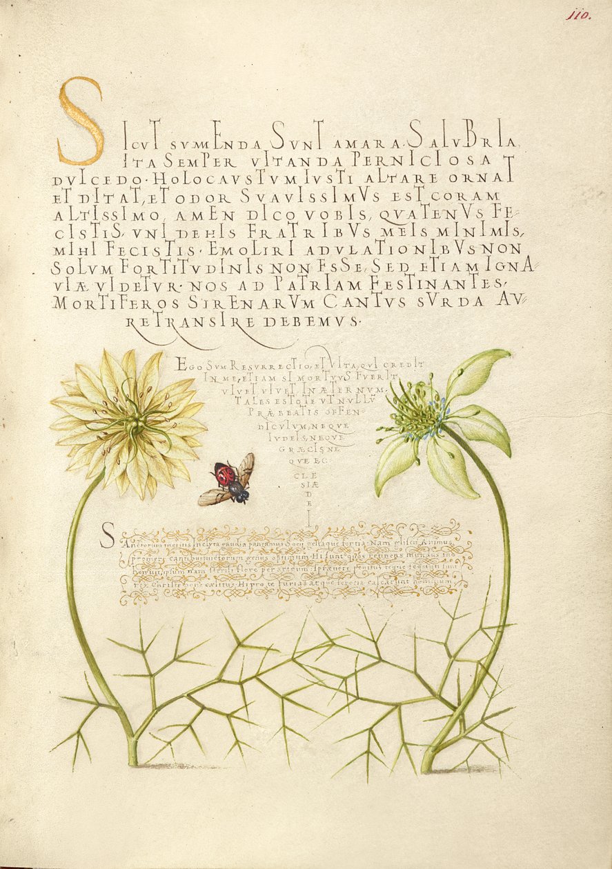 Black Cumins and Insect by Joris Hoefnagel