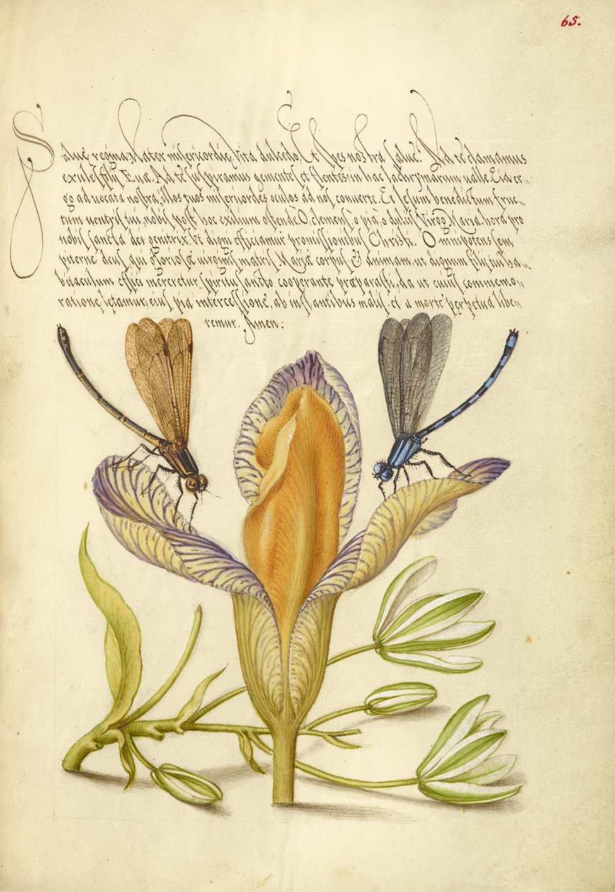 Damselflies, Spanish Iris, and Star-of-Bethlehem by Joris Hoefnagel