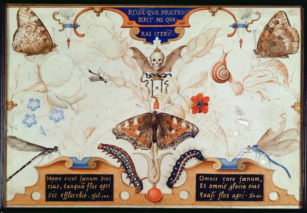 Diptych with flowers and insects, 1591 by Joris Hoefnagel