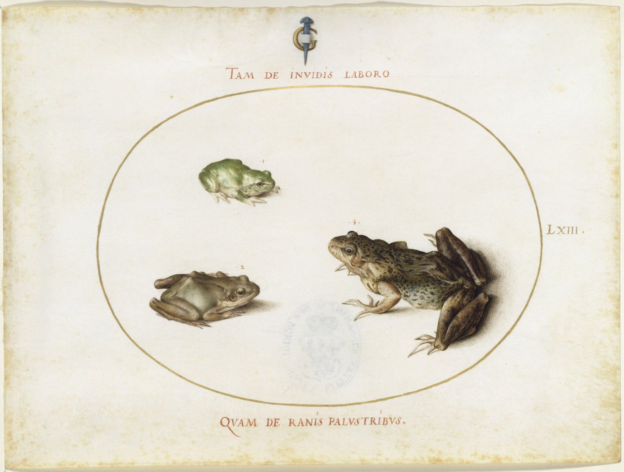 Frogs, Plate LXIII (Engraved Series I, 7) by Joris Hoefnagel