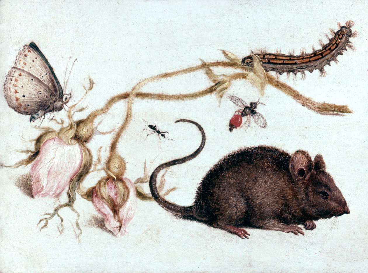Mouse, Flower and Insect by Joris Hoefnagel