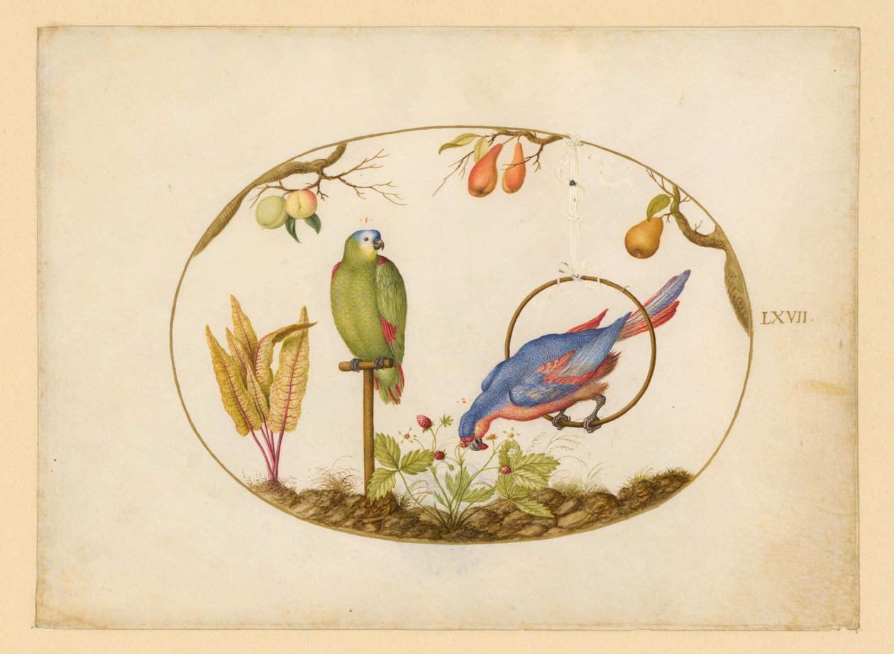Parrots, Plate LXVII by Joris Hoefnagel