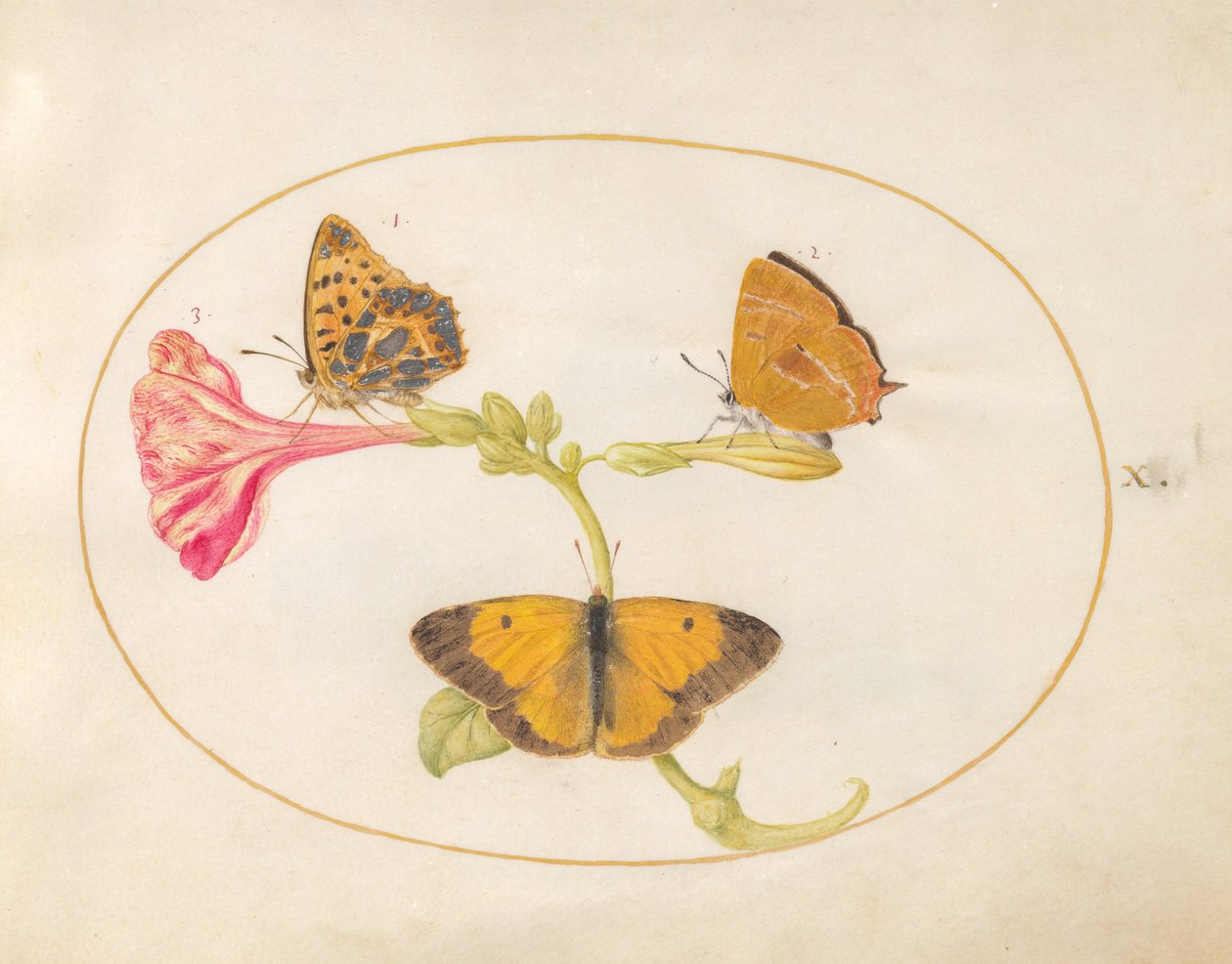 Plate 10: Brown Hairstreak, Silver-Washed Fritillary, and Clouded Yellow Butterflies on a Four-o