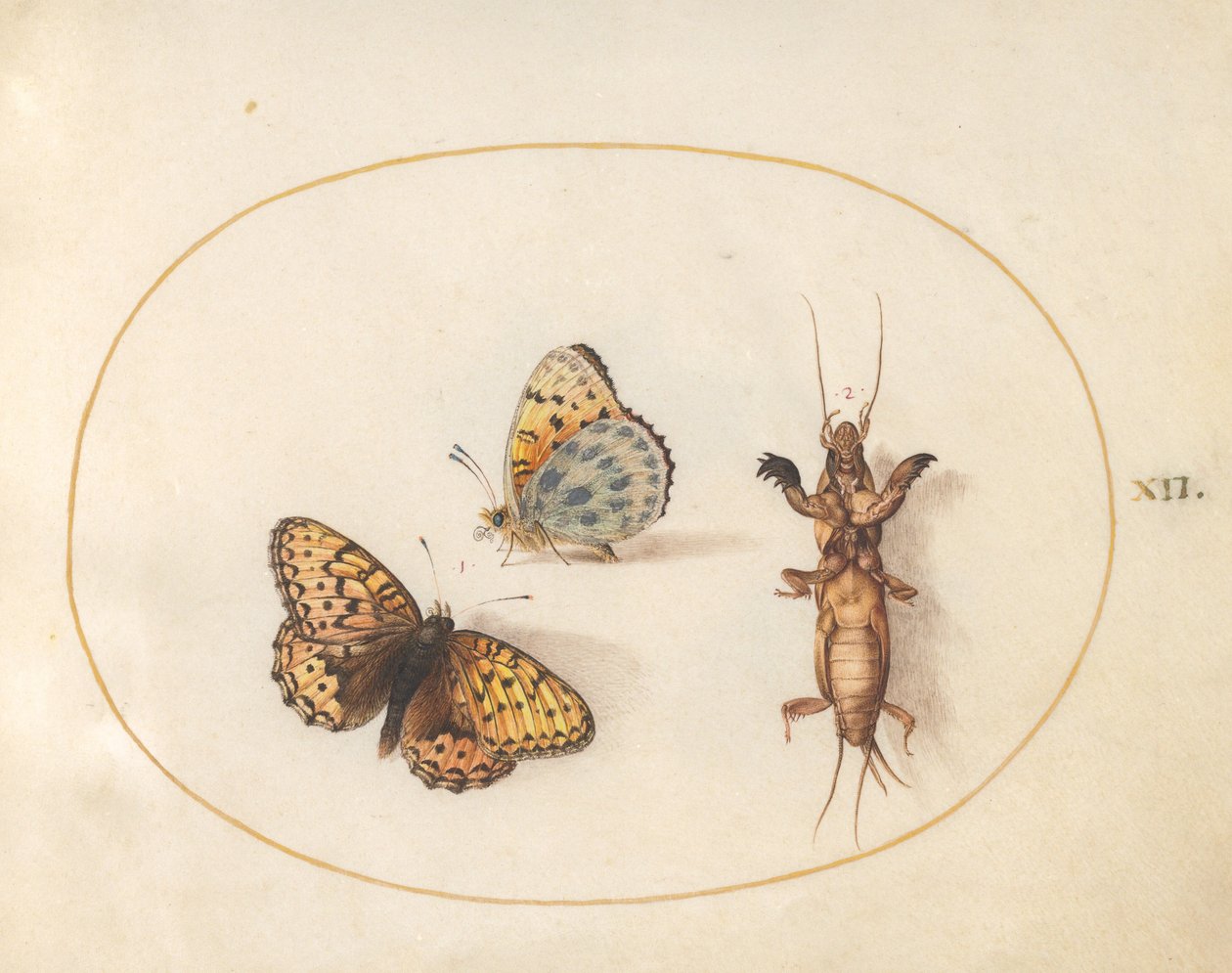 Plate 12: Two Views of a Butterfly (Silver-Bordered Fritillary?) and a Mole Cricket by Joris Hoefnagel