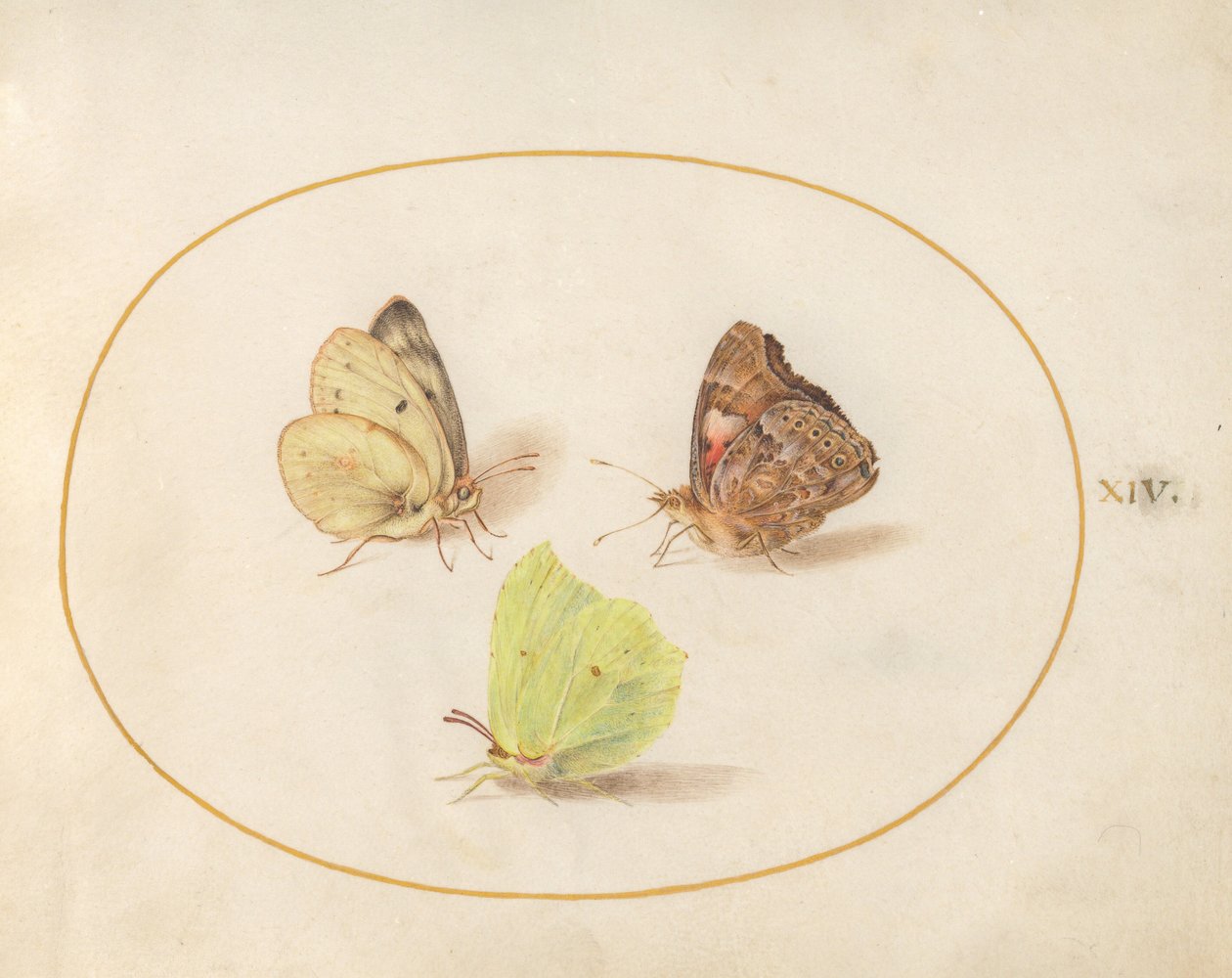 Plate 14: Common Brimstone, Painted Lady, and Clouded Yellow Butterflies by Joris Hoefnagel
