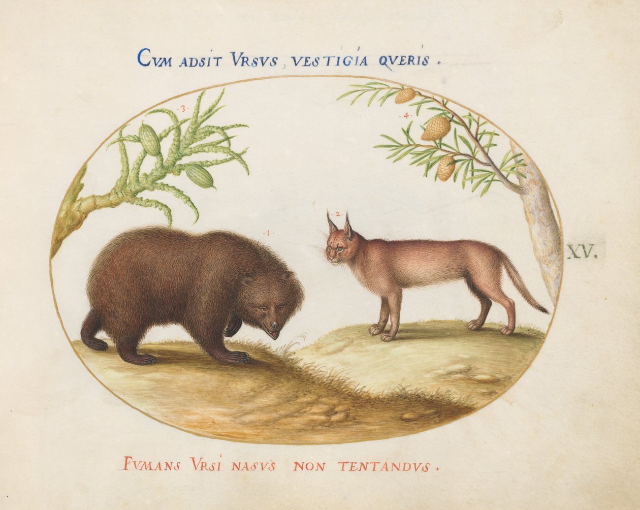 Plate 15: A Bear and a Lynx(?) by Joris Hoefnagel