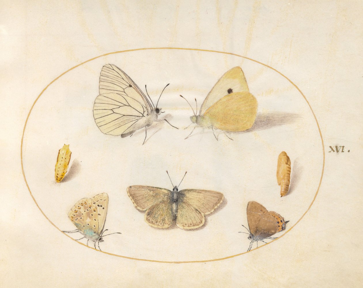 Plate 16: Black-Veined White, Clouded Yellow, Black Hairstreak (?), Geranium Argus (?), and Common Blue Butterflies with Two Chrysalides by Joris Hoefnagel