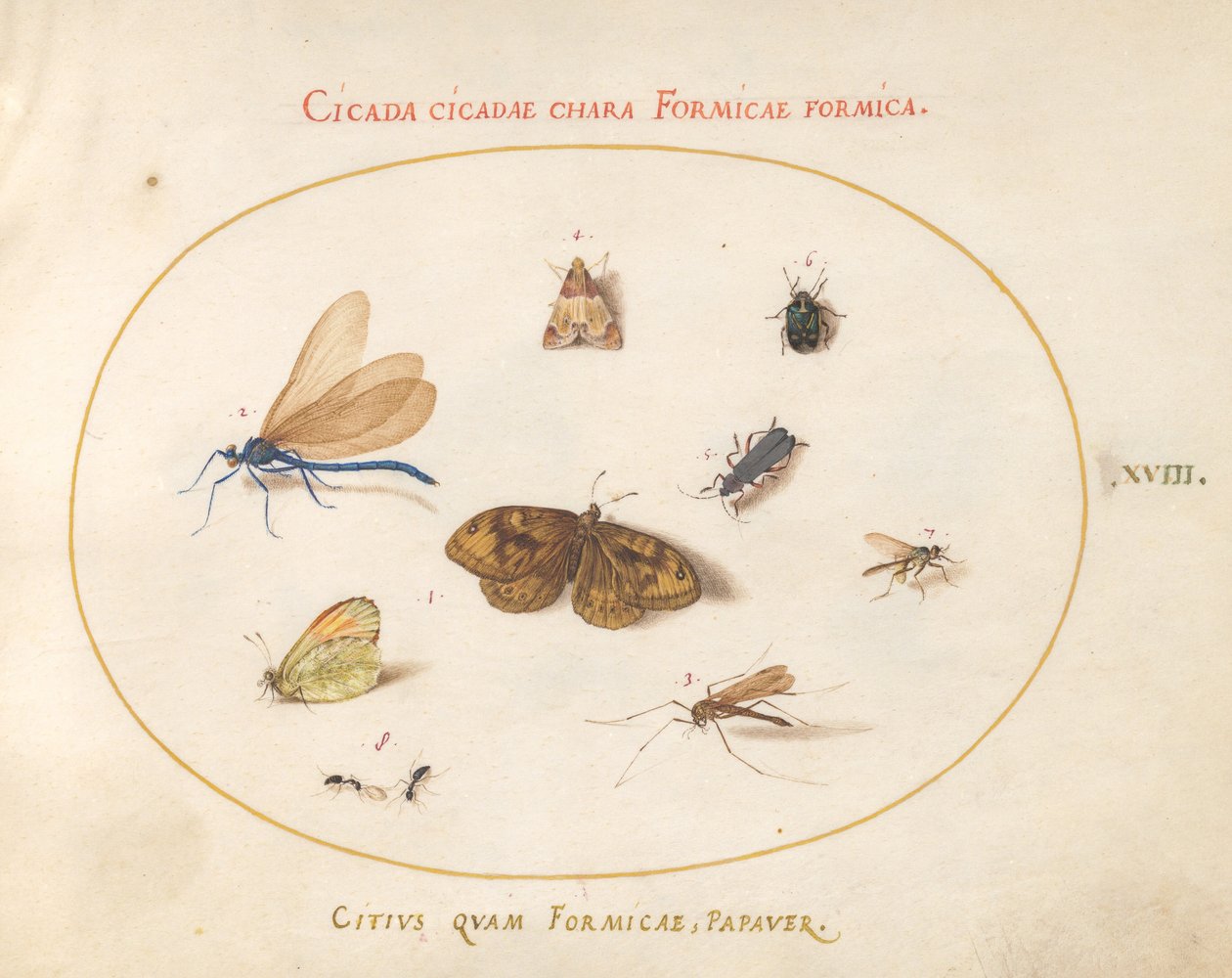 Two Butterflies and a Moth with a Dragonfly, Two Ants, and Four Other Insects by Joris Hoefnagel