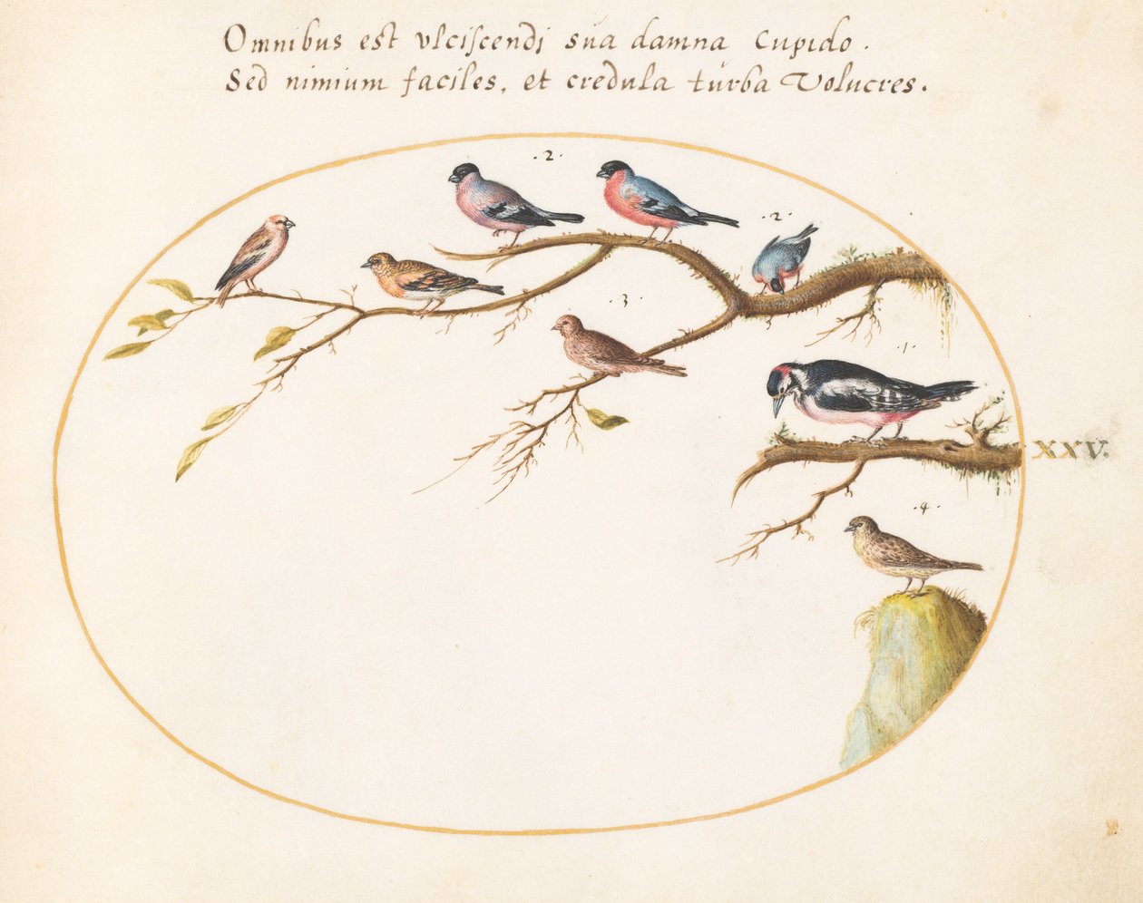 Plate 25: Great Spotted Woodpecker, Bullfinches, Sparrows, and Other Birds by Joris Hoefnagel