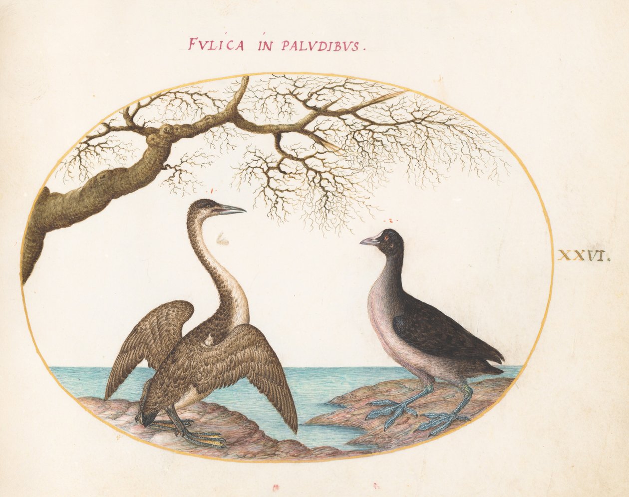 Plate 26: Cormorant and Coot by Joris Hoefnagel