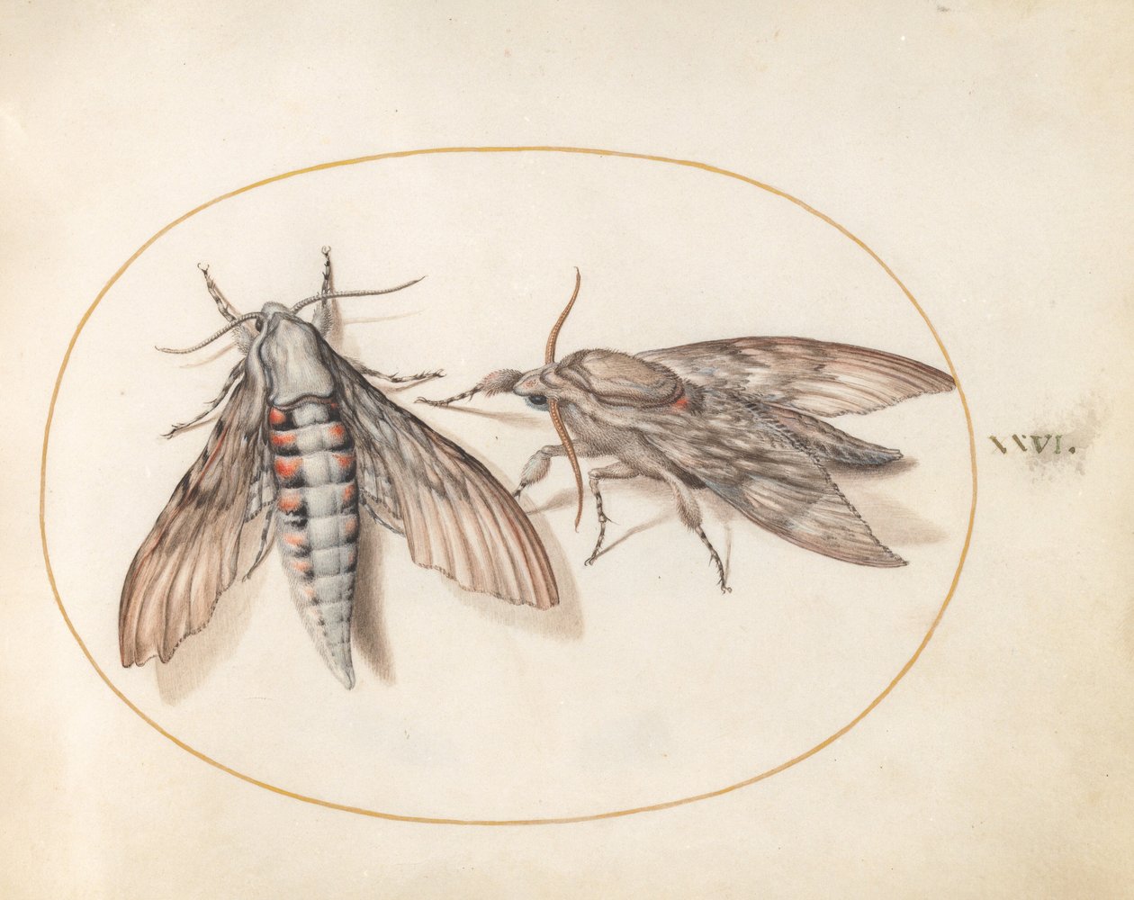 Plate 26: Two Hawk Moths by Joris Hoefnagel