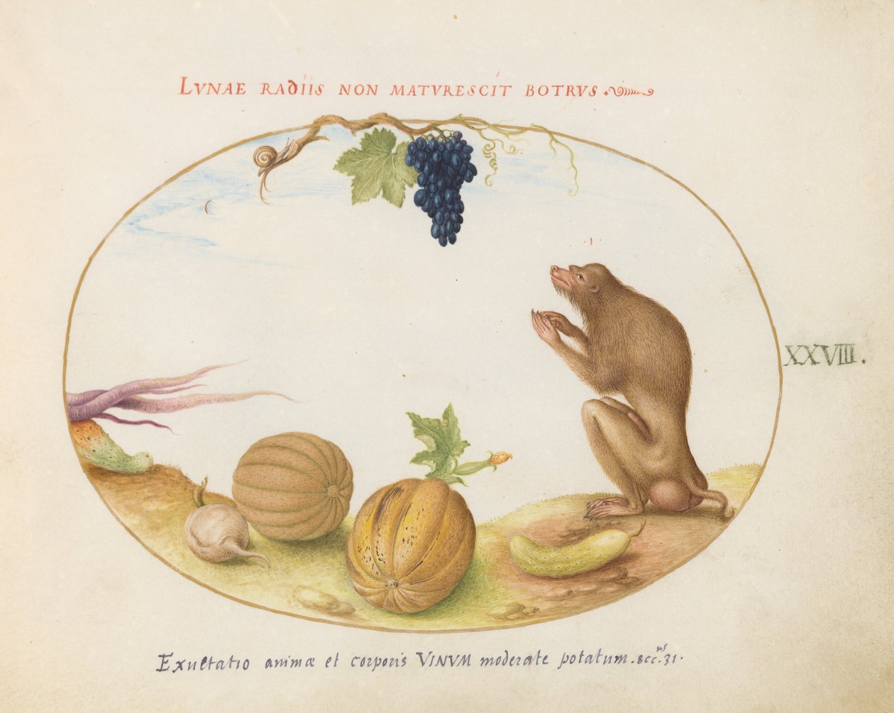 Plate 28: A 
