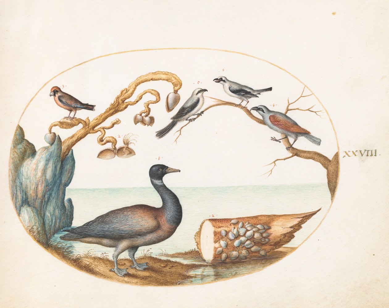 Plate 28: Barnacle Goose with Shrikes and Other Birds by Joris Hoefnagel