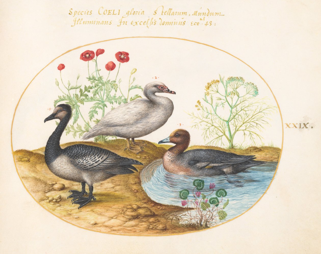 Plate 29: Geese with Poppies and a Cyclamen by Joris Hoefnagel