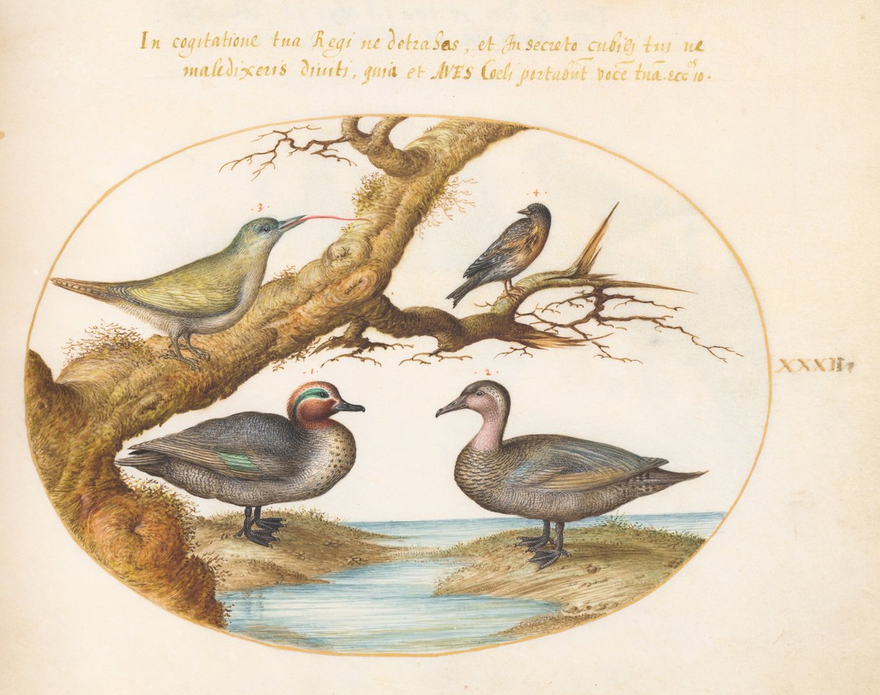 Plate 32: A Green-Winged Teal, a Juvenile Green Woodpecker, and Two Other Birds by Joris Hoefnagel