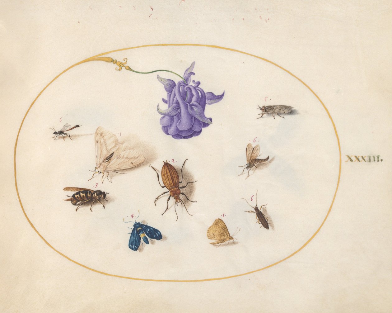 Plate 33: Moth and Butterfly with Other Insects and a Columbine Flower by Joris Hoefnagel