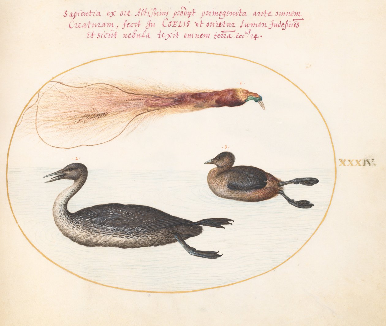 Plate 34: Bird of Paradise with Merganser(?) and Grebe(?) by Joris Hoefnagel