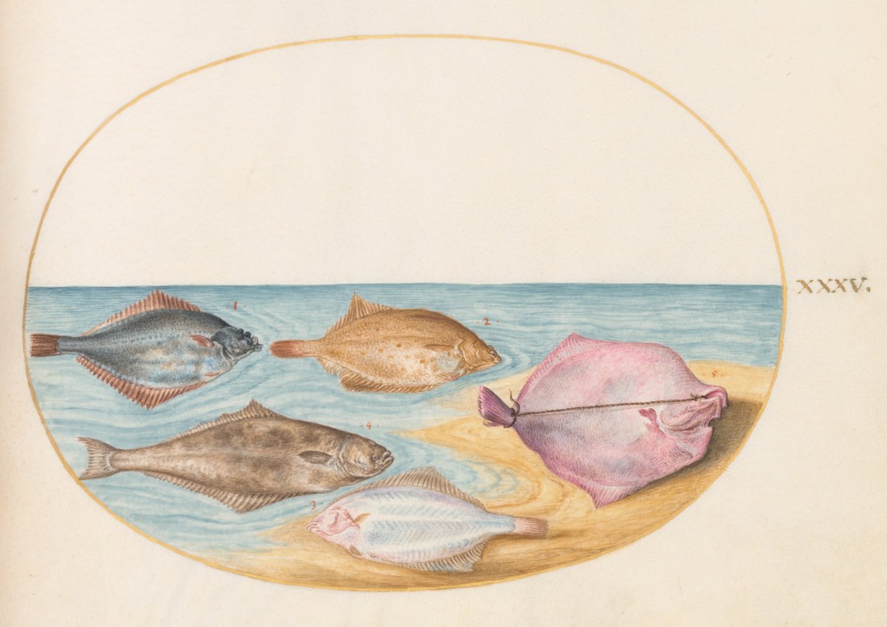 Plate 35: The Undersides of Turbot(?) and Other Flat Fish by Joris Hoefnagel