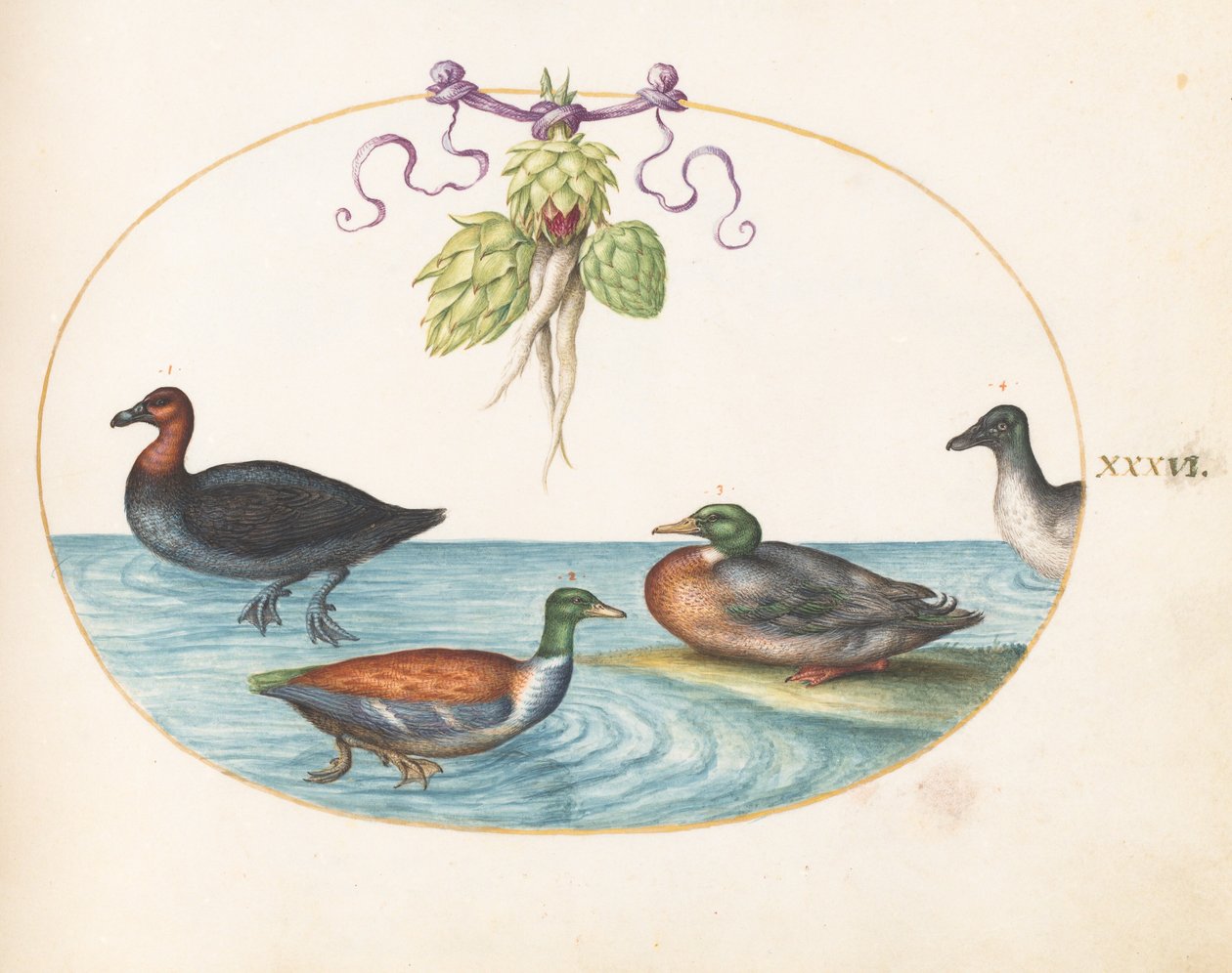 Plate 36: Red-Breasted Merganser, Shoveler, and Two Other Water Birds with Artichokes by Joris Hoefnagel