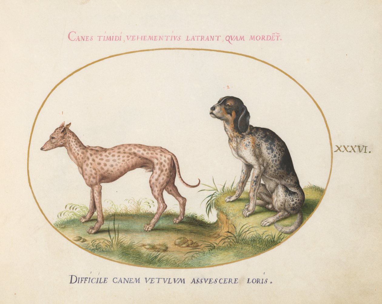 Plate 36: Two Spotted Hounds by Joris Hoefnagel