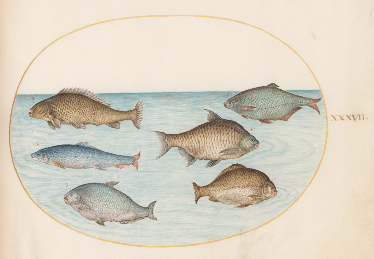Plate 37: Six Fish, Including Carp by Joris Hoefnagel