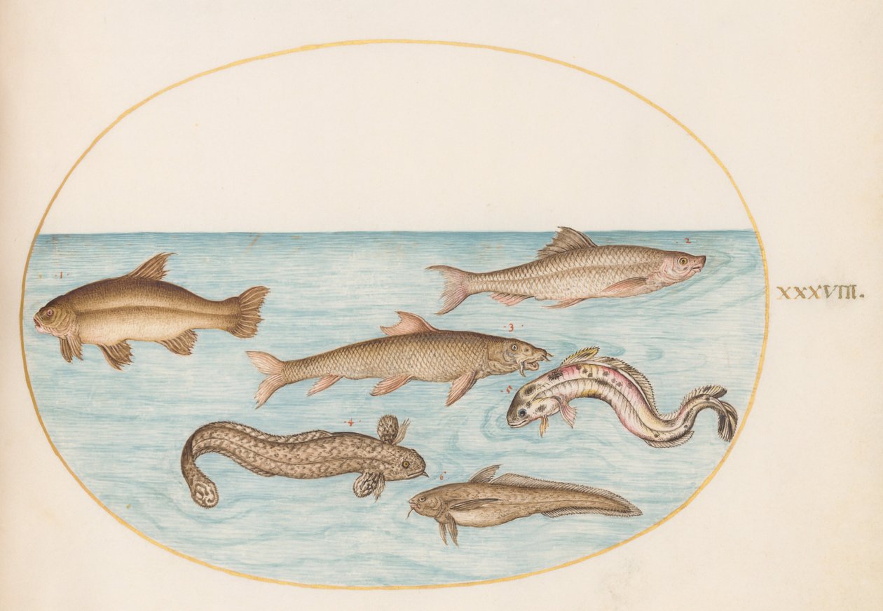 Plate 38: Burbot, Rockling, and Other Fish by Joris Hoefnagel