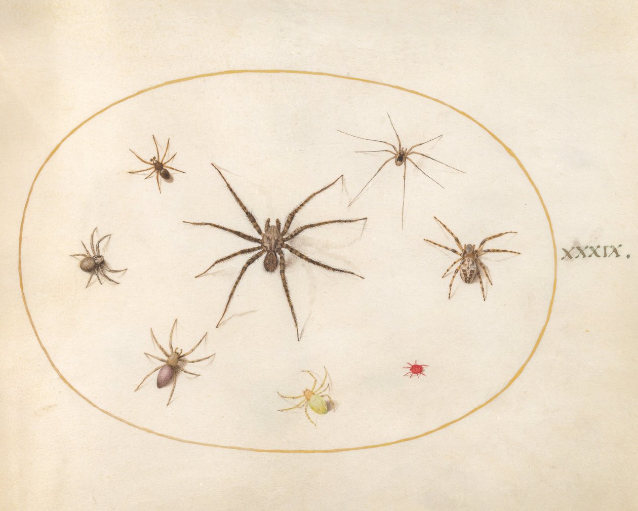 Plate 39: Eight Spiders by Joris Hoefnagel