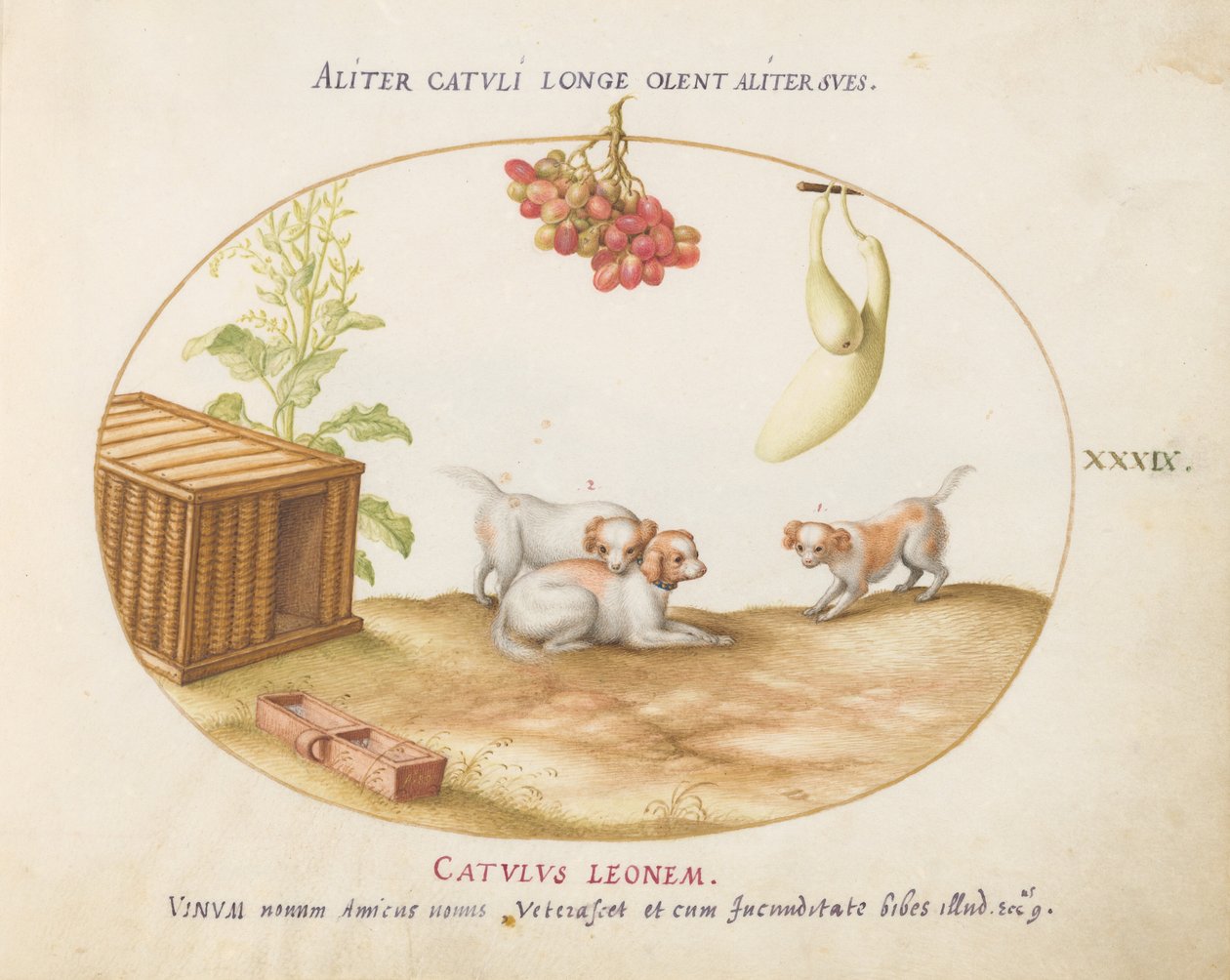 Plate 39: Three Puppies with a Crate and a Bunch of Grapes by Joris Hoefnagel