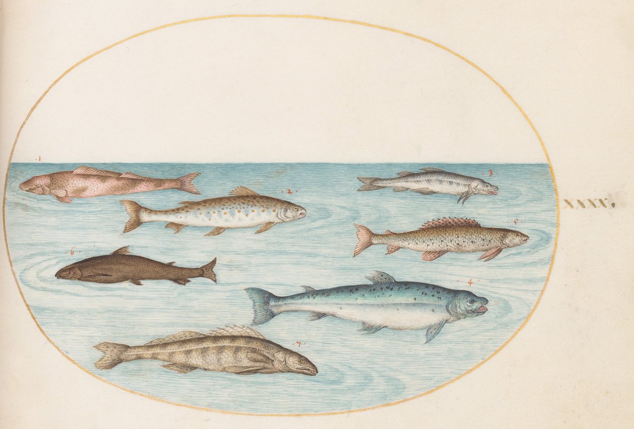 Plate 40: Salmon, Trout, and Freshwater(?) Fish by Joris Hoefnagel