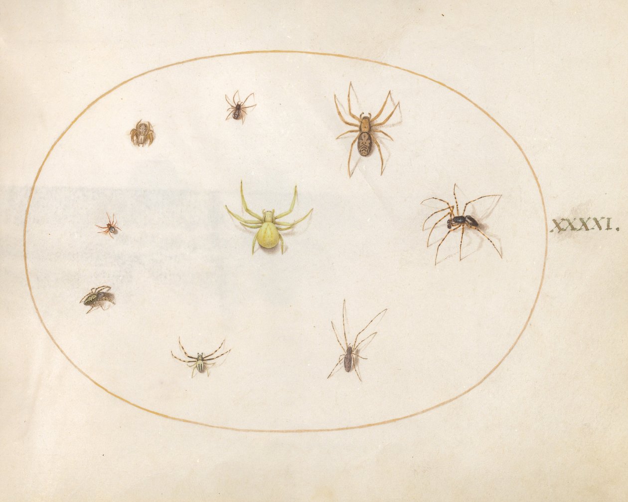 Plate 41: Yellow Spider Surrounded by Eight Spiders by Joris Hoefnagel