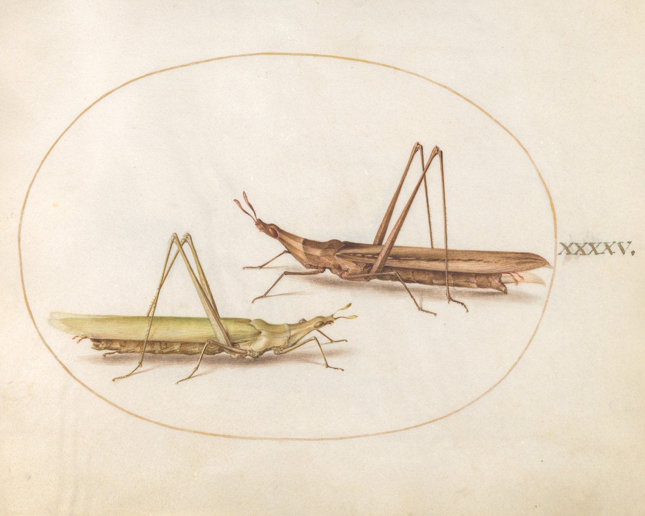 Plate 45: Two Long-Headed Grasshoppers(?) by Joris Hoefnagel